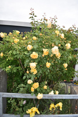 rosenblüte 20 006.JPG