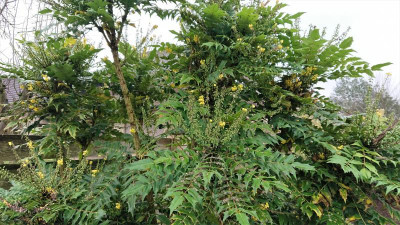 Mahonia hybr..JPG