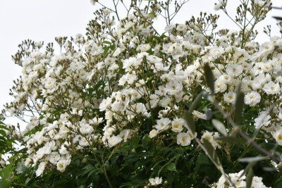 rosen, blüten 014.JPG