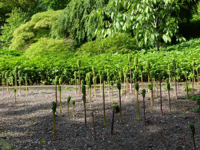 2014-07-13 Arboretum Härle 44.jpg