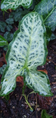 20210106_Arum_italicum_Park_A_Sämlinge (12).jpg