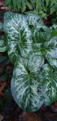 20210106_Arum_italicum_Edward_Dougal.jpg