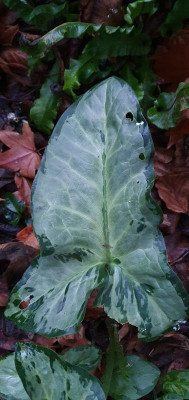 20210106_Arum_italicum_Monksilver.jpg