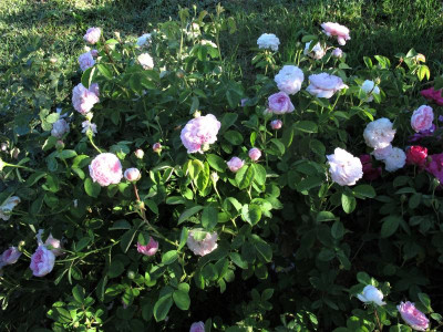 duchesse1.JPG