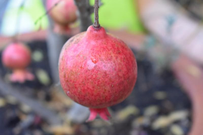 punica granatum 001.JPG
