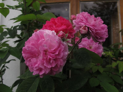 delagriffe17.img.JPG