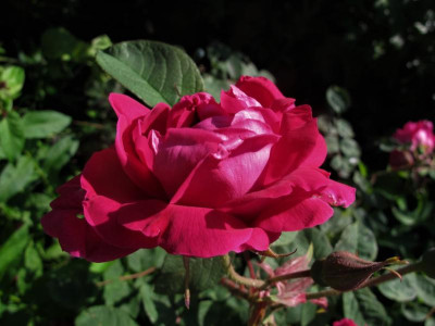 parfumdelhay.JPG