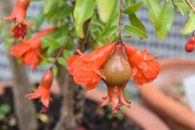 Granatapfel 003.JPG