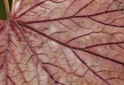 Begonia-grandis.jpg