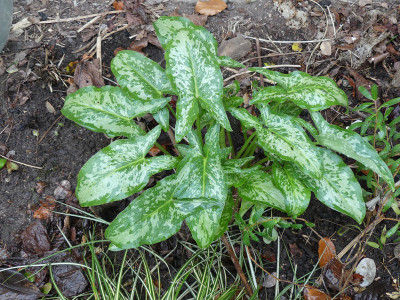 2021-01-08 Arum concinnatum 'Aghia Vavara'.jpg