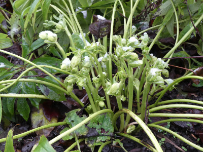 2021-01-08 Helleborus liguricus.jpg