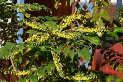 Mahonia_bealei.16-1.jpg
