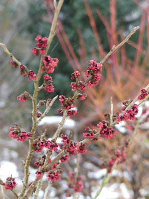 2021-01-08 Hamamelis 'Old Copper'.jpg