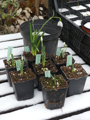 2021-01-08 Galanthus 3.jpg