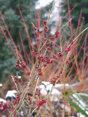 2021-01-08 Gartenimpressionen 1.jpg