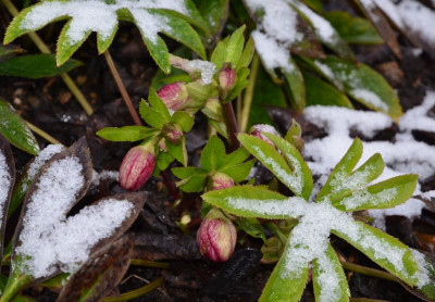 Helleborus-Sämling-AO,21-1.jpg