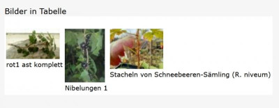 GalBilHinterlegung.jpg