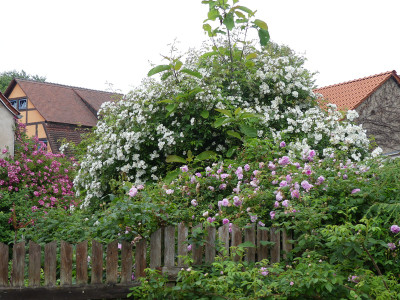 2020-06-18 Rosen 'Darlow's Enigma' 4.jpg