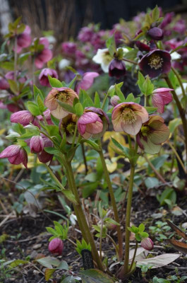 Helleborus-Sämling-AO.20-5.jpg