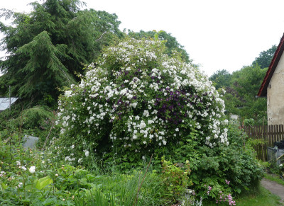 2020-06-18 Rosen 'Darlow's Enigma' 1.jpg