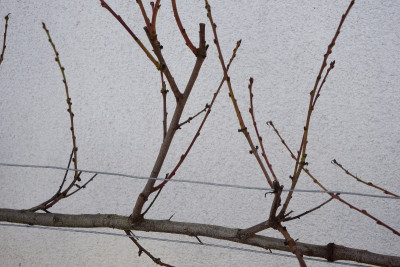 DSC07621_800px.JPG