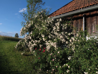 lykkesplendensmaidens2.JPG