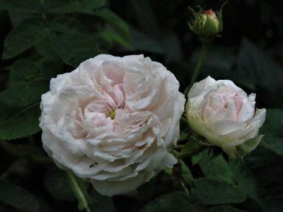 blanchefleurblueten.JPG