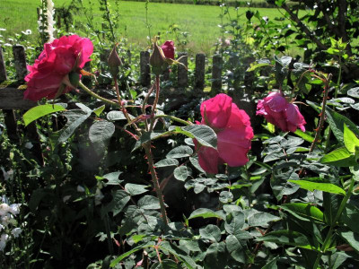 parfumdelhay4.JPG