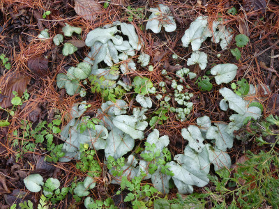 2021-01-02 Cyclamen hederifolium.jpg