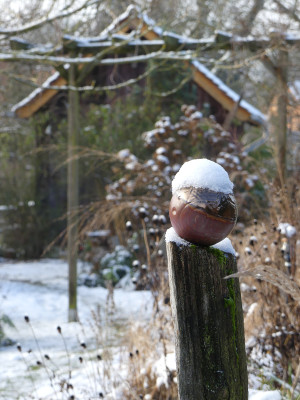 2021-01-10 Gartenimpressionen 1.jpg