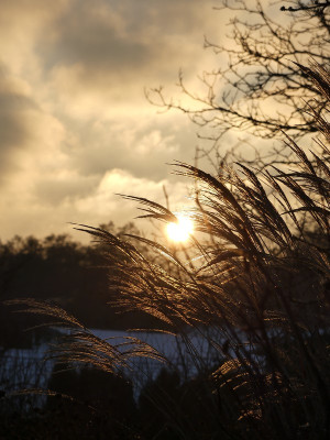 2021-01-10 Gartenimpressionen 8.jpg