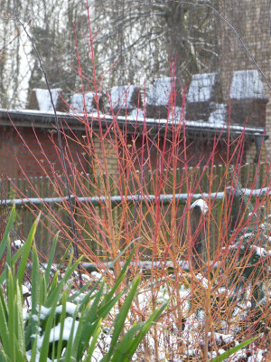 2021-01-10 Cornus 'Midwinter Fire'.jpg