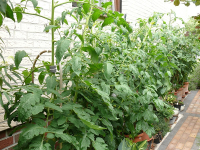 2020_Tomatenplatz 2.jpg