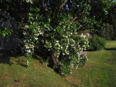 lykkefund15.img.JPG