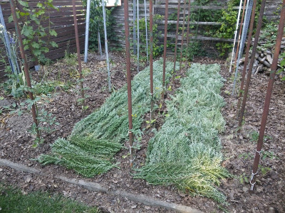 Tomaten 200525.jpg