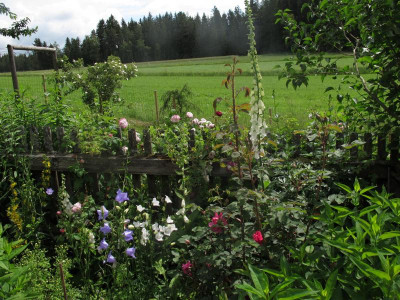 gartensemiplena.JPG