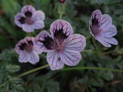 Erodium_Natascha.jpg