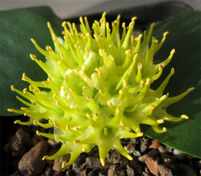 Massonia-citrina2.jpg