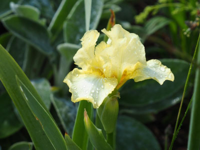 Iris IB Maui Moonlight 1986 J. Terry Aitken P5040015.JPG