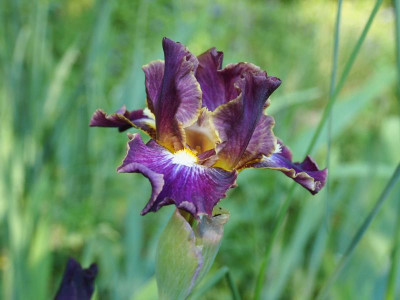 Iris IB Blackcurrant 1998 Marky Smith P4260142.JPG