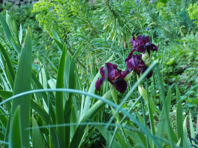 Iris IB Ruby Chimes 3 mal P4250154.JPG
