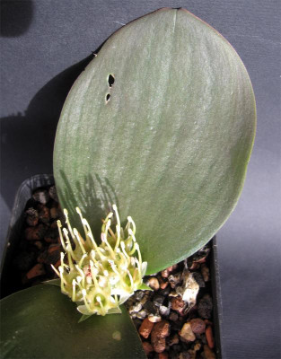 Massonia-depressa-Middelpos2.jpg