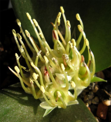 Massonia-depressa-Middelpos1.jpg