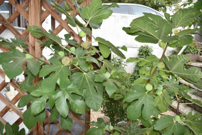 Herbstfeigen ungarische Sorte 006.JPG