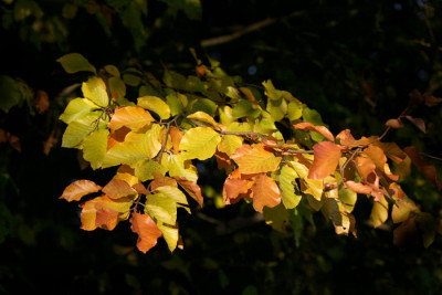 Buchenlaub-1.jpg