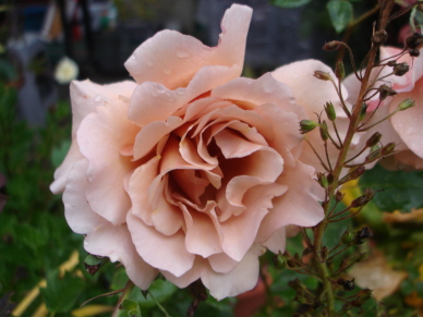 Julias_Rose_Lottum_1.jpg