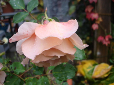 Julias_Rose_Lottum_2.jpg