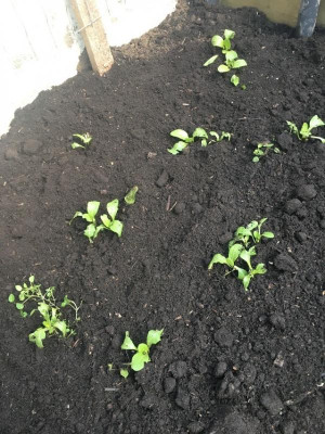 Pac Choi.JPG