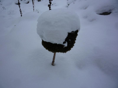 Hexenbesen mit Schneehaube.JPG