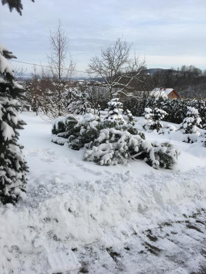 pinus.jpg